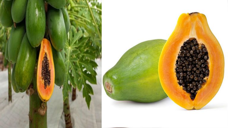 licuado de papaya y avena para diabéticos para regular la diabetes y bajar esos kilitos de más 100% saludable.