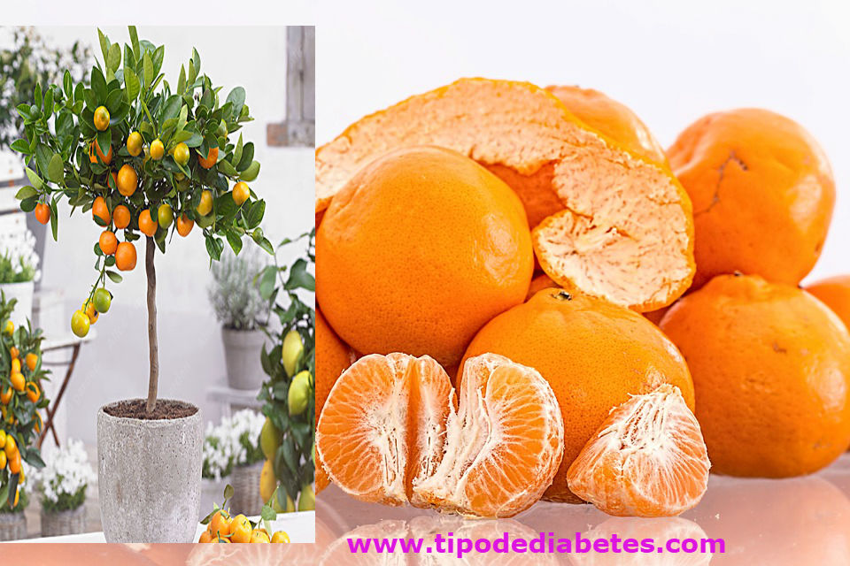 La mandarina para diabeticos es 100% mejor que comer una naranja ya que sus vitaminas y nutrientes son únicos.
